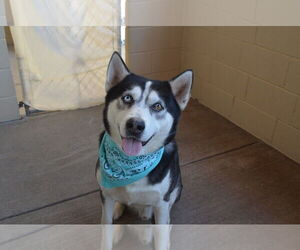 Huskies -Unknown Mix Dogs for adoption in McKinney, TX, USA