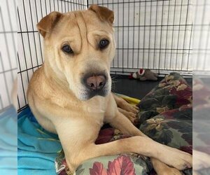 Chinese Shar-Pei Dogs for adoption in Madison, WI, USA
