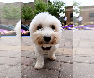 Maltese Dogs for adoption in St. Louis Park, MN, USA