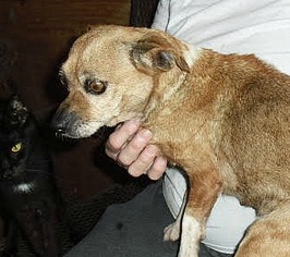 Chiweenie Dogs for adoption in Mt. Laurel, NJ, USA