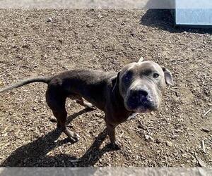 American Pit Bull Terrier Dogs for adoption in McKinleyville, CA, USA