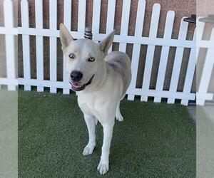 Siberian Husky-Unknown Mix Dogs for adoption in Modesto, CA, USA