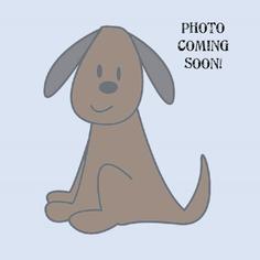 Medium Photo #1 American Pit Bull Terrier-Labrador Retriever Mix Puppy For Sale in San Diego, CA, USA