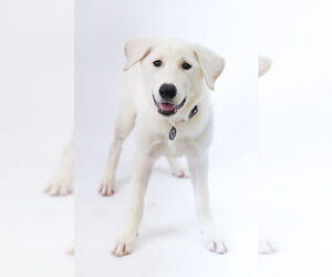 Great Pyrenees-Unknown Mix Dogs for adoption in Princeton, MN, USA