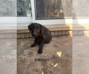 Labrador Retriever-Unknown Mix Dogs for adoption in Aurora, IN, USA