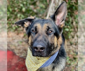German Shepherd Dog Dogs for adoption in Maryville, TN, USA