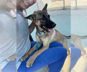 Mutt Dogs for adoption in Imlay City, MI, USA