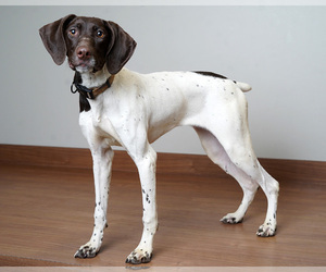 Medium Photo #1 German Shorthaired Pointer Puppy For Sale in Eden Prairie, MN, USA