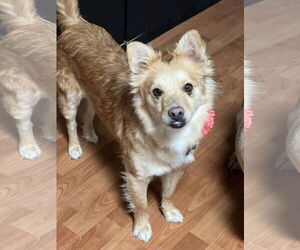Pomeranian-Unknown Mix Dogs for adoption in Phoenix, AZ, USA