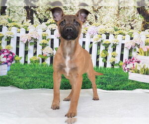 German Shepherd Dog-Unknown Mix Dogs for adoption in Oroville, CA, USA