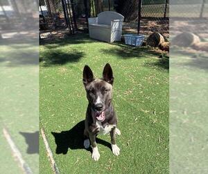 Siberian Husky Dogs for adoption in Fremont, CA, USA