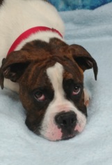 Boxer Dogs for adoption in Greenville, IL, USA