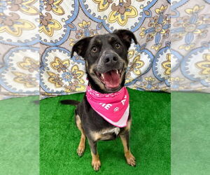 Sheprador Dogs for adoption in Bryant, AR, USA