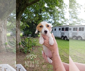 Jack Russell Terrier Dogs for adoption in Mobile, AL, USA