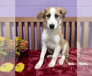 Australian Retriever Dogs for adoption in Genesee, WI, USA