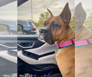 Boxer Dogs for adoption in Dumont, NJ, USA