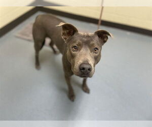 American Pit Bull Terrier Dogs for adoption in Denver, CO, USA