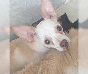 Chihuahua Dogs for adoption in Oakland Park, FL, USA