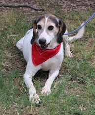 Treeing Walker Coonhound Dogs for adoption in Bandera, TX, USA