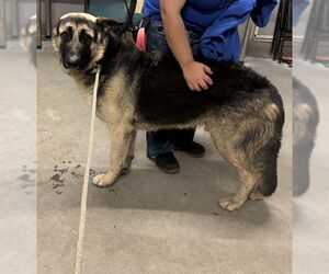 German Shepherd Dog Dogs for adoption in Camarillo, CA, USA