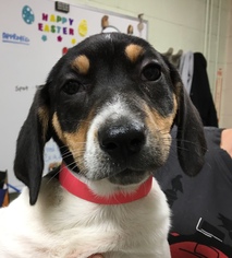 Pembroke Welsh Corgi Dogs for adoption in Calverton, NY, USA