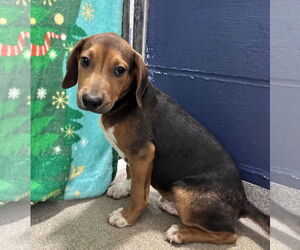 Beagle-Unknown Mix Dogs for adoption in Sterling, MA, USA