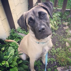 Mastiff Dogs for adoption in Bellbrook, OH, USA