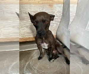 Chihuahua-Unknown Mix Dogs for adoption in Minneapolis, MN, USA