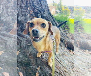 Chiweenie Dogs for adoption in San Francisco, CA, USA