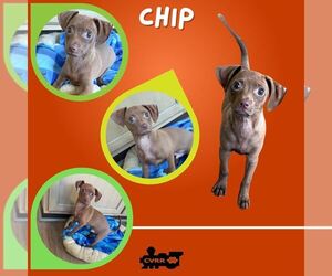 Dachshund-Unknown Mix Dogs for adoption in Lindsay, CA, USA