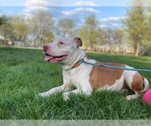 American Pit Bull Terrier-Unknown Mix Dogs for adoption in Crete, IL, USA