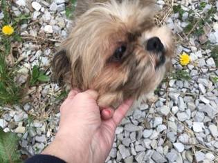 Shih Tzu Dogs for adoption in Harrisville, WV, USA