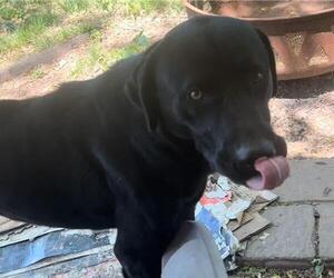 Labrador Retriever Dogs for adoption in San Antonio, TX, USA