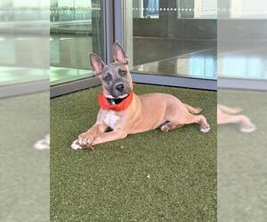Mutt Dogs for adoption in San Martin, CA, USA