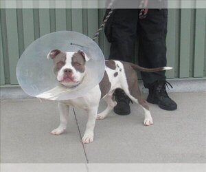 Free-Lance Bulldog Dogs for adoption in Louisville, KY, USA