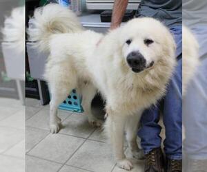 Great Pyrenees-Unknown Mix Dogs for adoption in Frenchburg, KY, USA