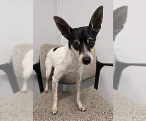 Mutt Dogs for adoption in Warrenton, VA, USA