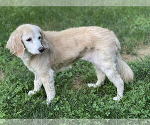 Cocker Spaniel-Unknown Mix Dogs for adoption in Silver Spring, MD, USA