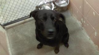 Labrador Retriever Dogs for adoption in St Helens, OR, USA