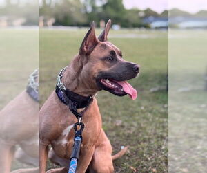 American Pit Bull Terrier Dogs for adoption in Virginia Beach, VA, USA