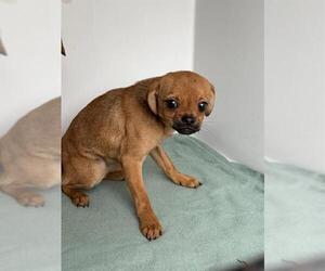 Chihuahua-Unknown Mix Dogs for adoption in Houston, TX, USA