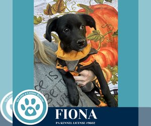 Labrador Retriever-Unknown Mix Dogs for adoption in Kimberton, PA, USA