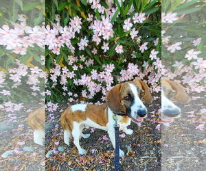 Doxle Dogs for adoption in Fresno, CA, USA