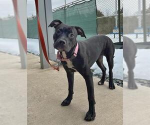 Mutt Dogs for adoption in Waterford, VA, USA