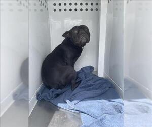 French Bulldog-Unknown Mix Dogs for adoption in Tracy, CA, USA