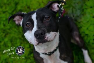 American Pit Bull Terrier-Unknown Mix Dogs for adoption in White Marsh, MD, USA