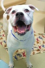 American Bulldog Dogs for adoption in Colfax, IL, USA