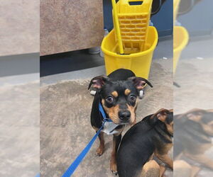 Chipin Dogs for adoption in Tallahassee, FL, USA