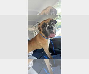 Boxer Dogs for adoption in Austin, TX, USA