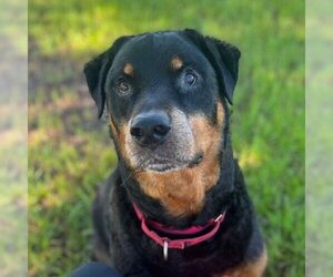 Rottweiler Dogs for adoption in Sarasota, FL, USA